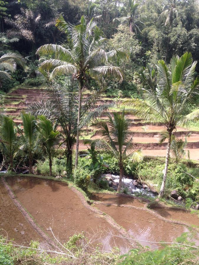 Bali Firefly Bnb Ubud Zewnętrze zdjęcie